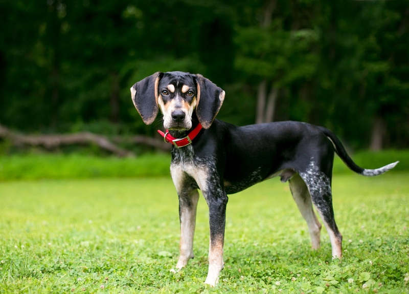 2 Dog-Friendly Trails in Smoky Mountains You Can Visit in 2026