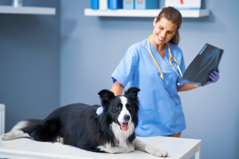5 Common Border Collie Health Conditions (Vet Answer)