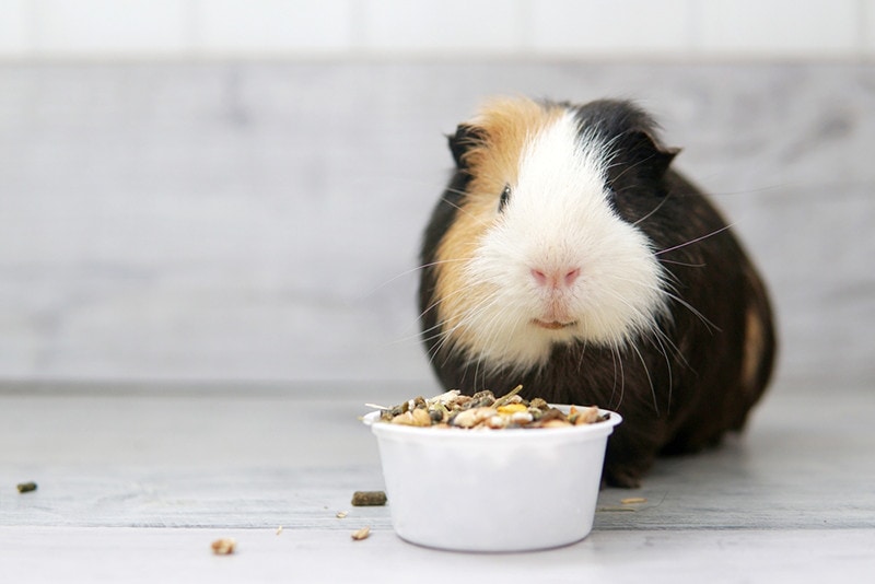 What Can't Guinea Pigs Eat? 15 Foods To Avoid & Vet Approved Alternatives