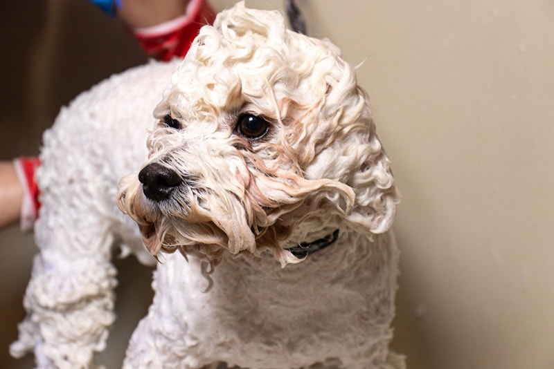 brichon frise dog getting a bath