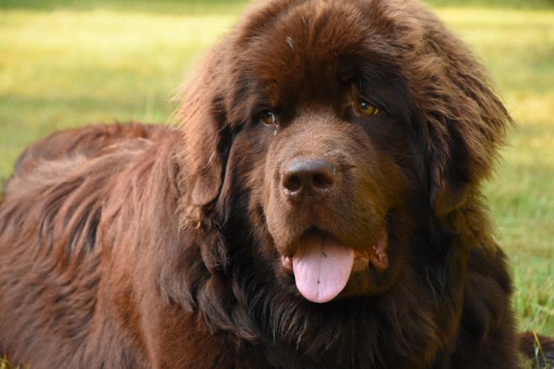 Brown Newfoundland Dog: Info, Pictures, Origin & History