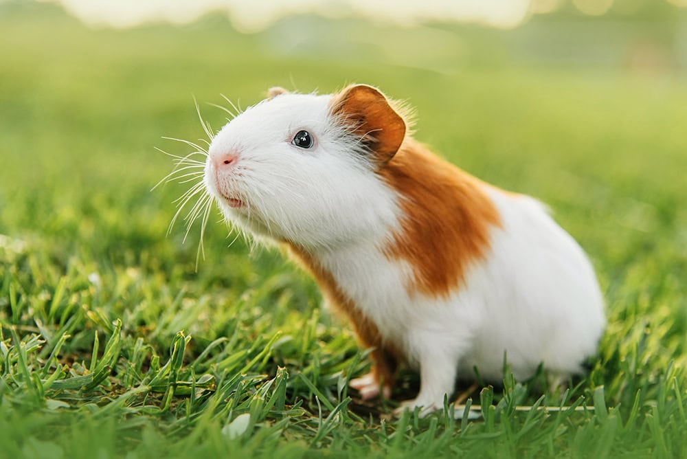 Where Do Guinea Pigs Come From? Origins, History & Domestication