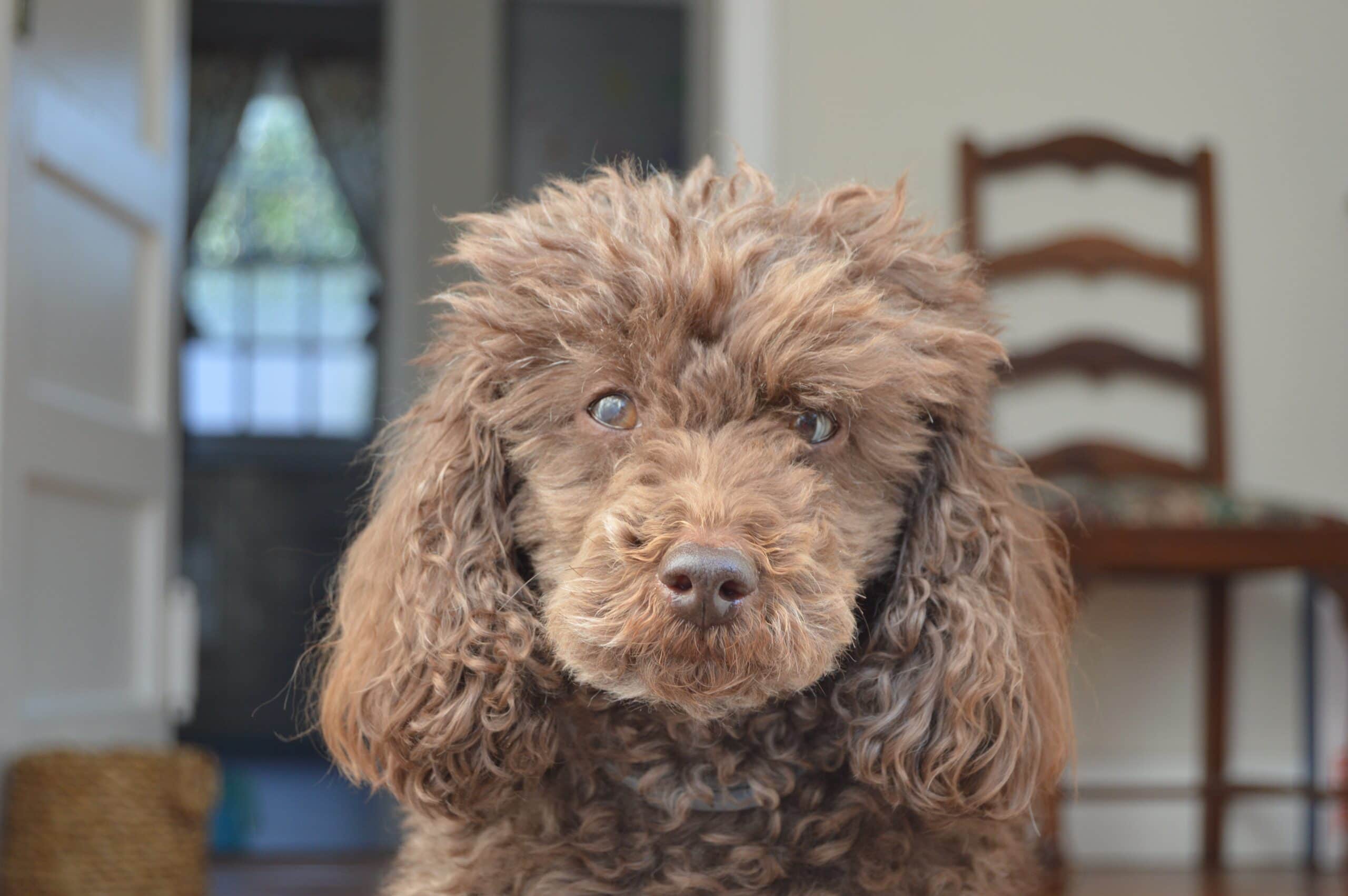 brown goldendoodle