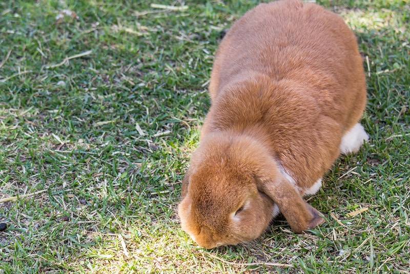Cashmere Lop Rabbit: Pictures, Care Guide, Lifespan & Traits