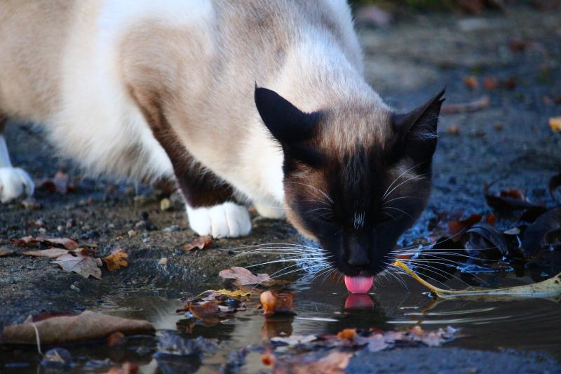 Why Do Cats Drink Dirty Water? 7 Vet-Verified Reasons