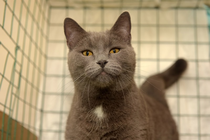 Can You Crate a Cat at Night? Vet-Reviewed Facts & Safety Tips