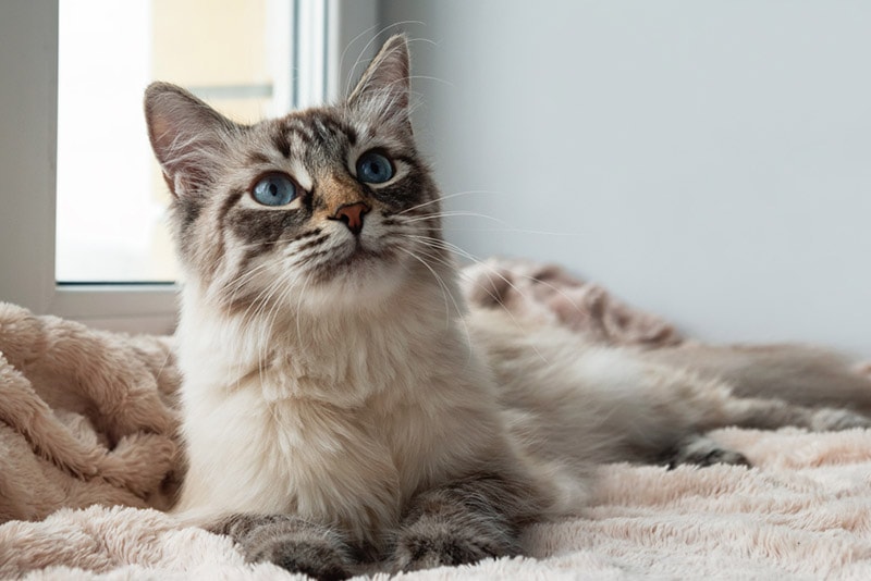 cat lying on the blanket near the window