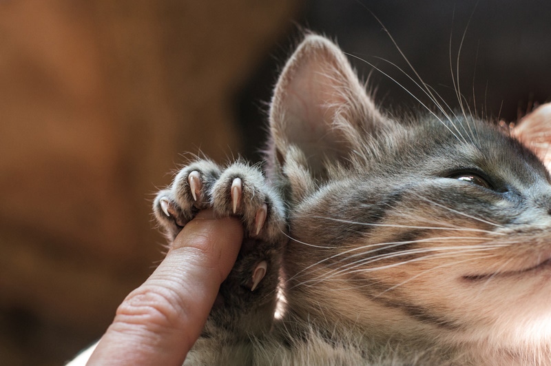 My Cat’s Nails Are Splitting, What Should I Do? Vet Approved Tips
