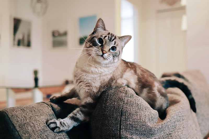 How to Stop Cats From Scratching the Couch: 6 Helpful Tips