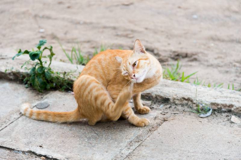 Can Bird Mites Live on Cats? Vet Approved Facts & Ways To Get Rid of Them