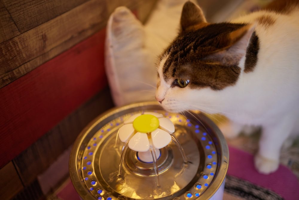 6 Best Stainless Steel Cat Water Fountains – 2026 Reviews & Top Picks
