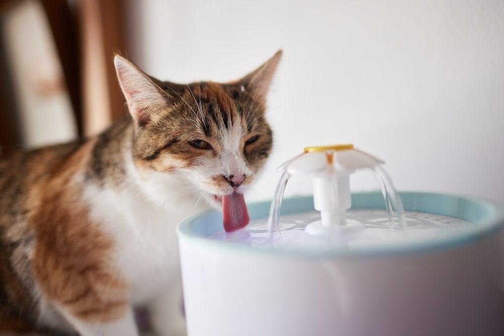 5 Best Cordless & Battery Operated Cat Water Fountains - 2026 Reviews & Top Picks