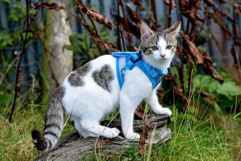 Tactical Cat Harnesses: Truth vs. Myth