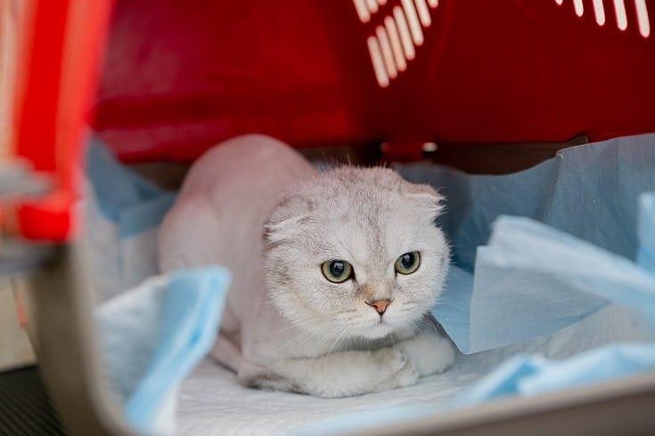 cat-with-pee-pads-in-carrier_shamek_Shutterstock