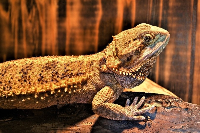 Why Does My Bearded Dragon Puff Up? Vet-Reviewed Reptile Behaviour Explanation