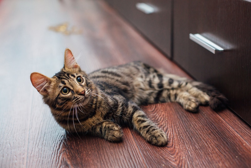 Radial Nerve Paralysis in Cats: Signs, Causes & Treatment (Vet Answer)