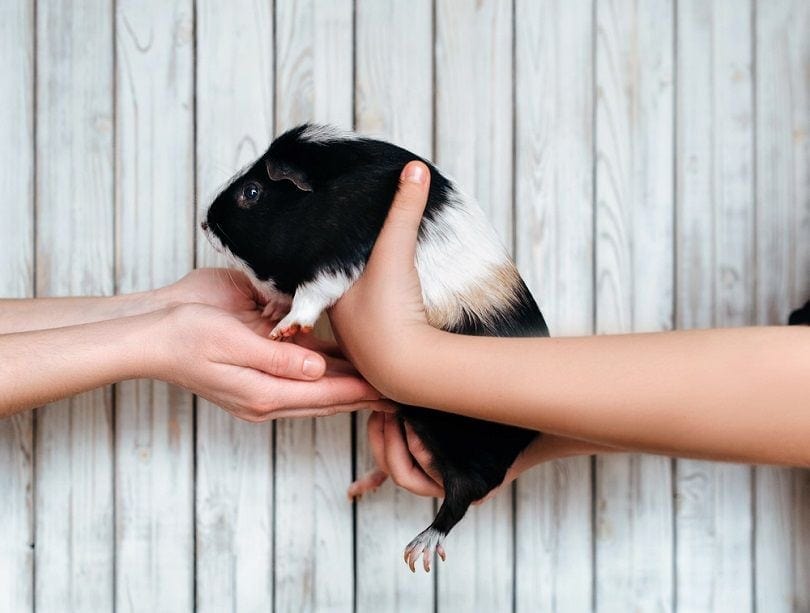 How to Hold a Guinea Pig Safely & Properly: 7 Expert Tips