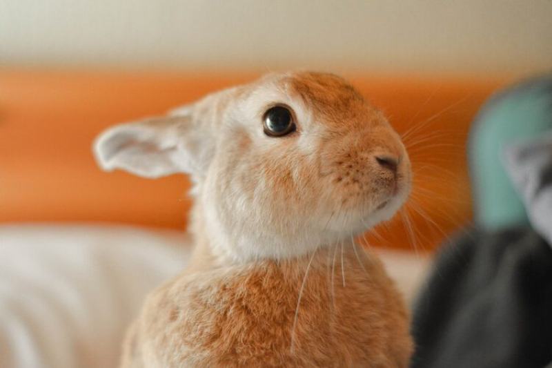 Cinnamon Rabbit: Facts, Care, Diet, Pictures & More