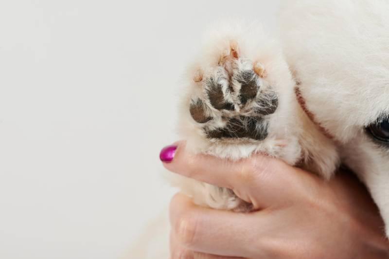 How to Treat Blisters On my Dog's Paws: Vet Explained First Aid