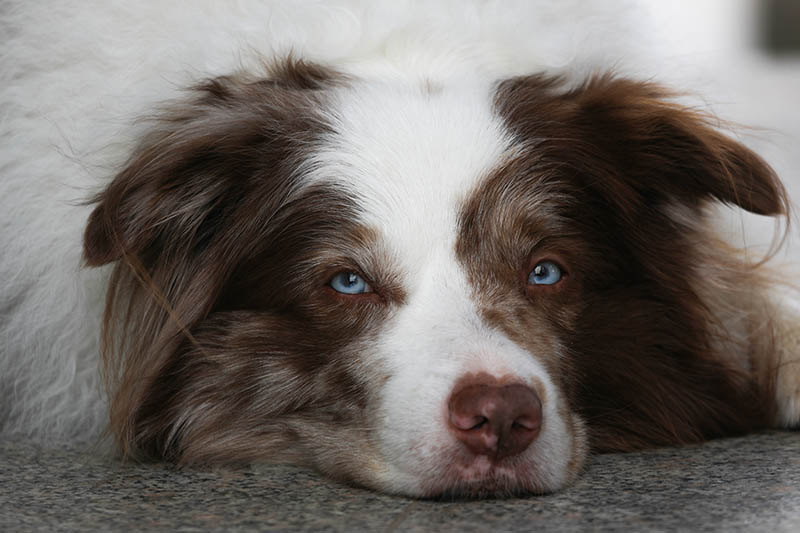 Epilepsy In Border Collies: Signs, Causes & Care (Vet Answer)