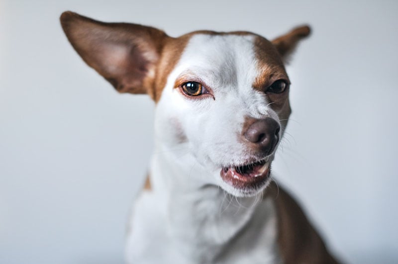 What Is Flehmen Response in Dogs? Vet-Verified Explanation & Reasons