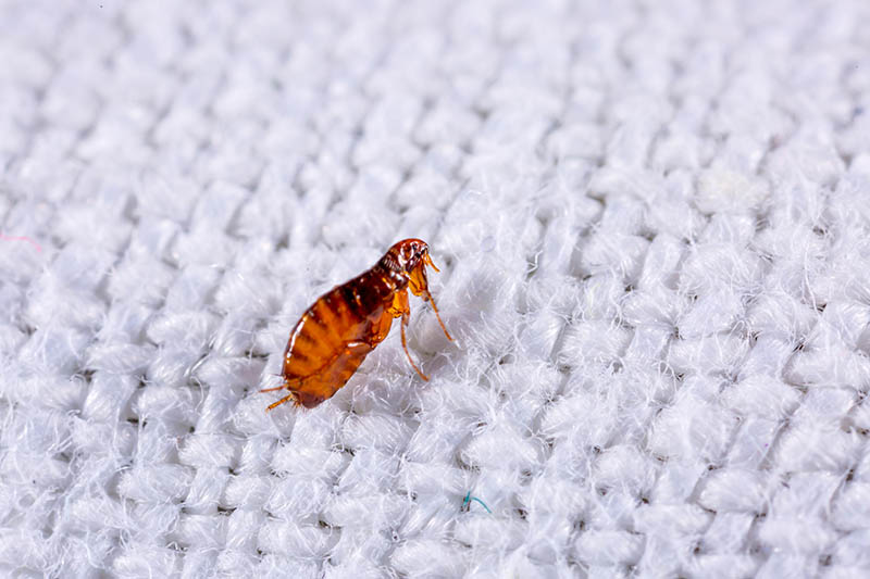 Does Pine-Sol Kill Fleas? Vet-Approved Facts & Safety