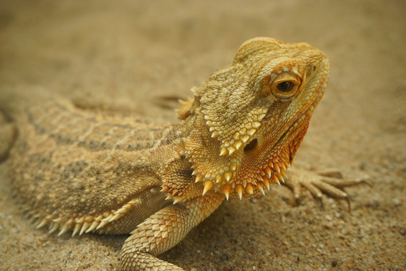 How Often Do Bearded Dragons Poop? Vet-Verified Facts & FAQ