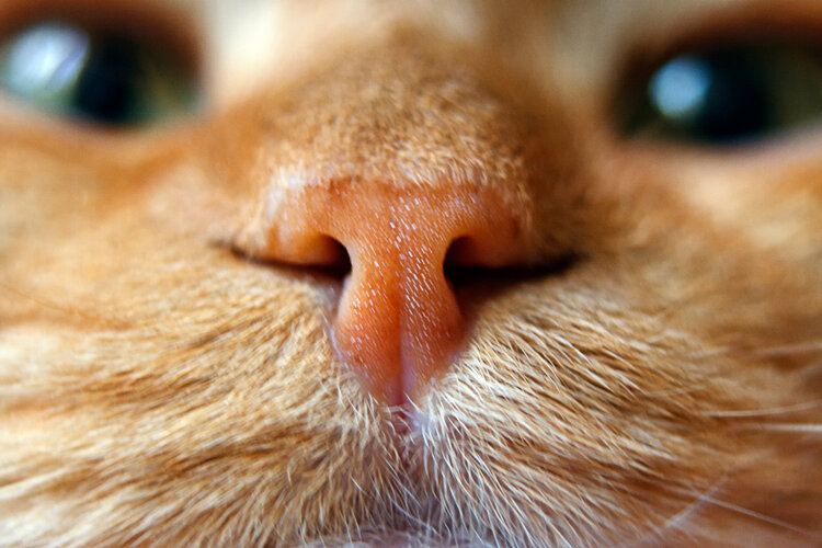 Why Is My Cat's Nose Dripping When They Purr? 5 Vet-Reviewed Reasons