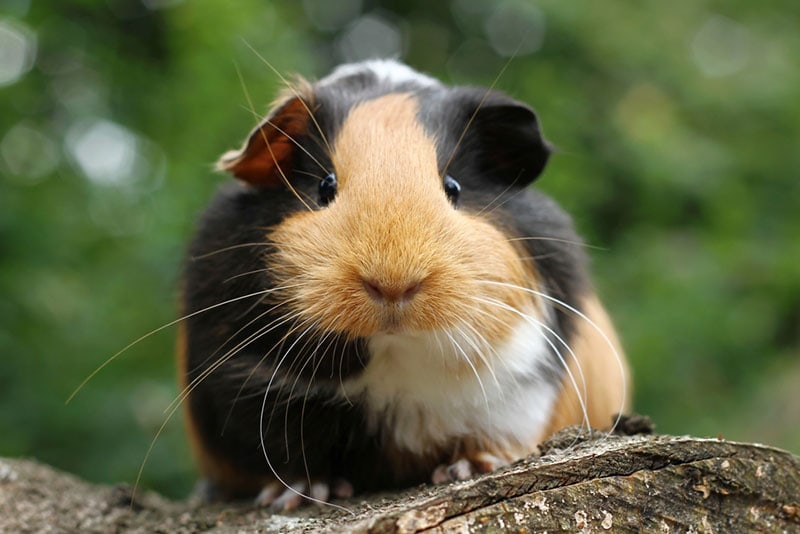 What Fruits Can Guinea Pigs Eat? Vet-Verified Facts & FAQs