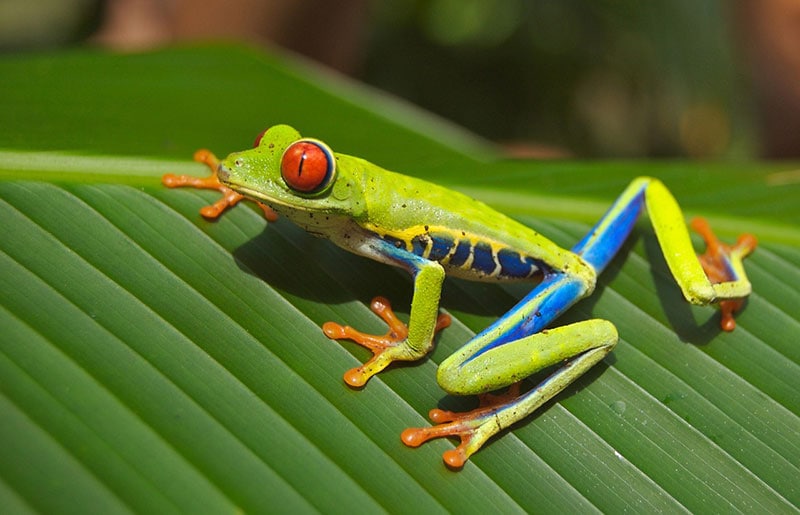 16 Types of Tree Frogs (With Pictures)
