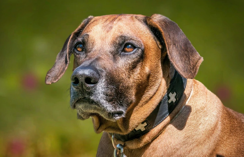 Dermoid Sinus in Rhodesian Ridgebacks: Vet-Verified Signs & Facts