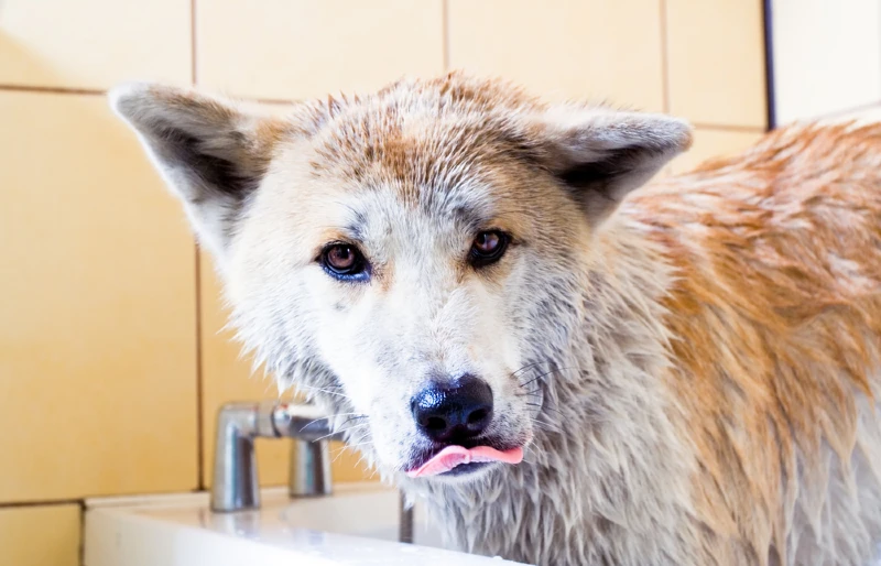 My Dog Keeps Smacking Their Lips: 9 Vet-Reviewed Causes