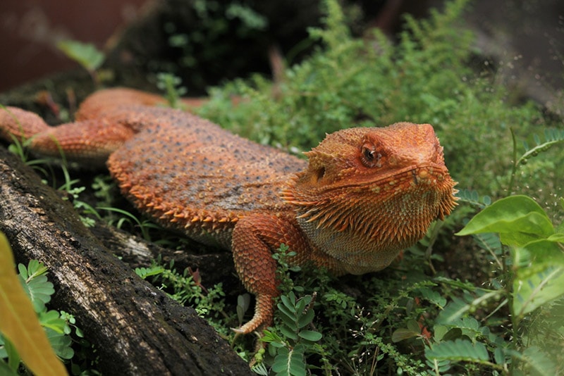 Safe Live Plants for Bearded Dragons: 21 Vet-Approved Types (With Pictures)