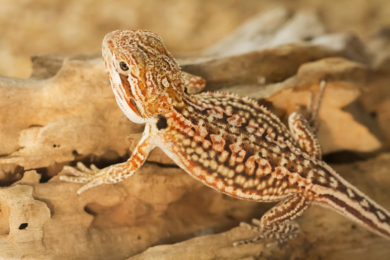Can Bearded Dragons Live Together? Facts & FAQ