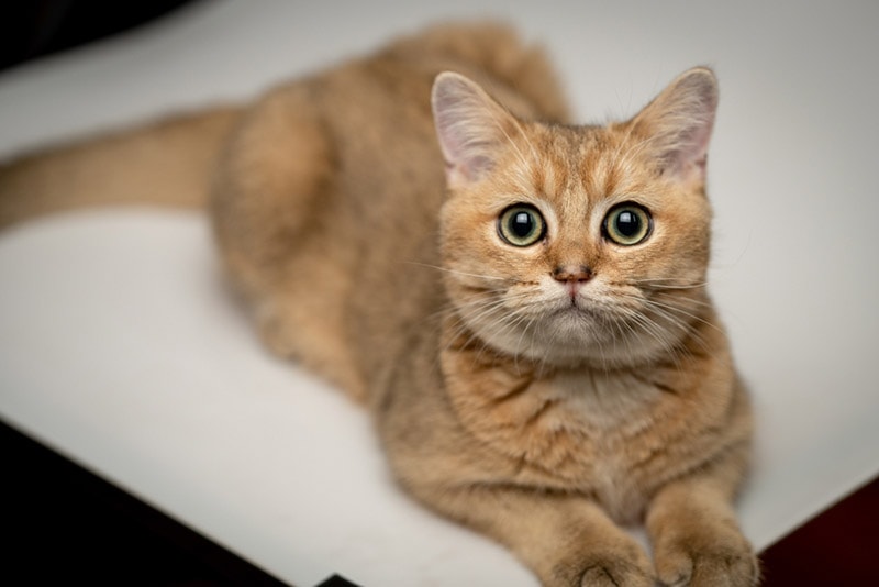How Long Do British Shorthair Cats Live? Average Lifespan, Data & Care