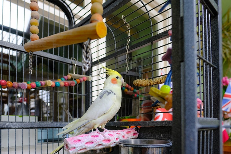 9 Best Cages for Quaker Parrots – 2026 Reviews & Top Picks