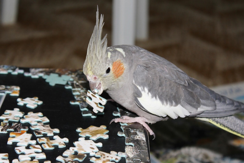 How Smart Are Cockatiels? Facts & FAQ