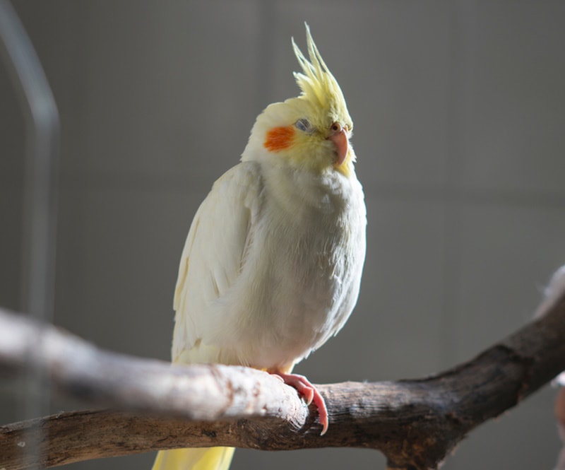 How Do Cockatiels Sleep? Our Vet Answers & Explains Resting Positions