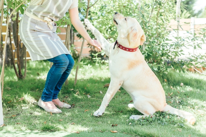 9 Vet-Verified Reasons Why Your Dog Puts Their Paw On You: Advice & FAQ