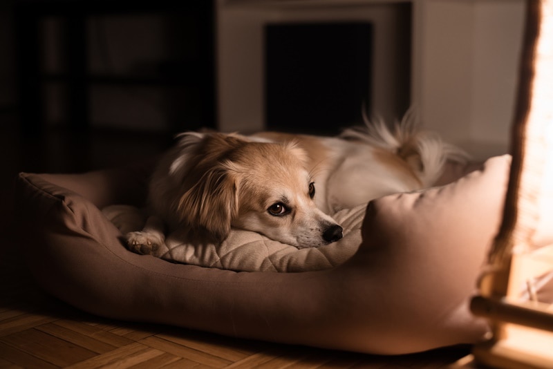 Why Does My Dog Throw Up at Night? 6 Vet-Reviewed Reasons