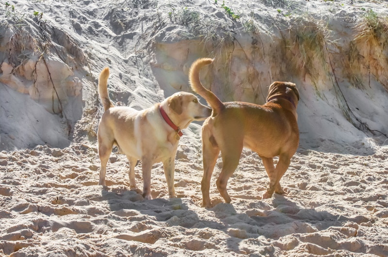 Why Do Dogs Sniff Each Other's Butts? Vet-Verified Reasons & FAQ