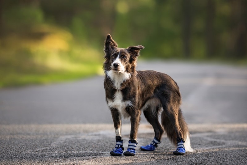 How to Protect Dog Paws From Hot Pavement: 10 Vet Approved Tips