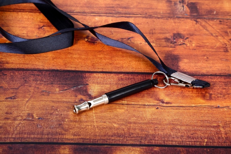 Can Cats Hear Dog Whistles? Vet-Reviewed Feline Hearing Range Explained
