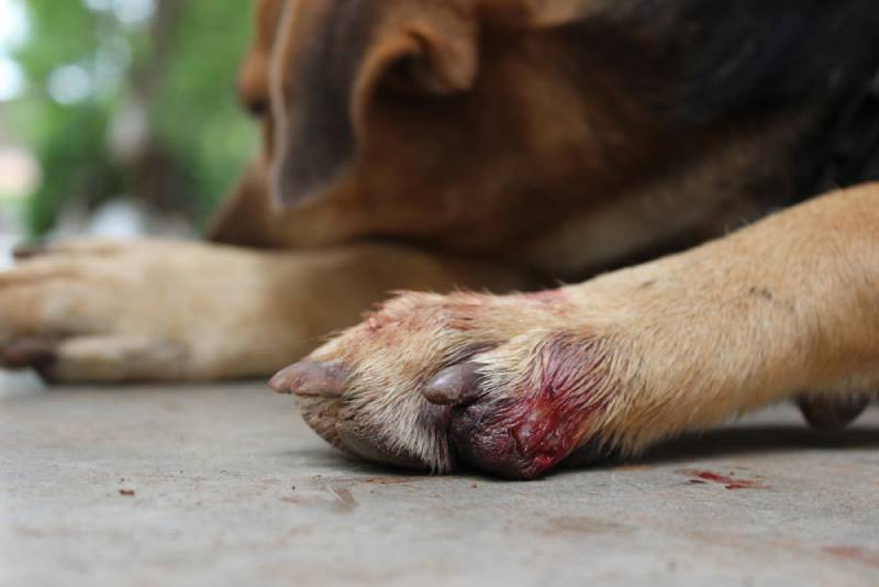 Pododermatitis in Dogs: Signs, Causes & Care (Vet Answer)