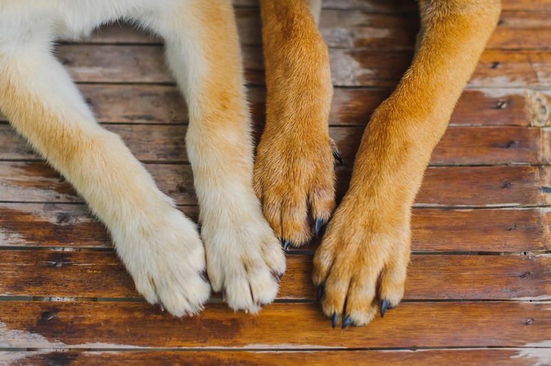 What Does Digitigrade Mean? Vet-Approved Explanation (With Infographic)