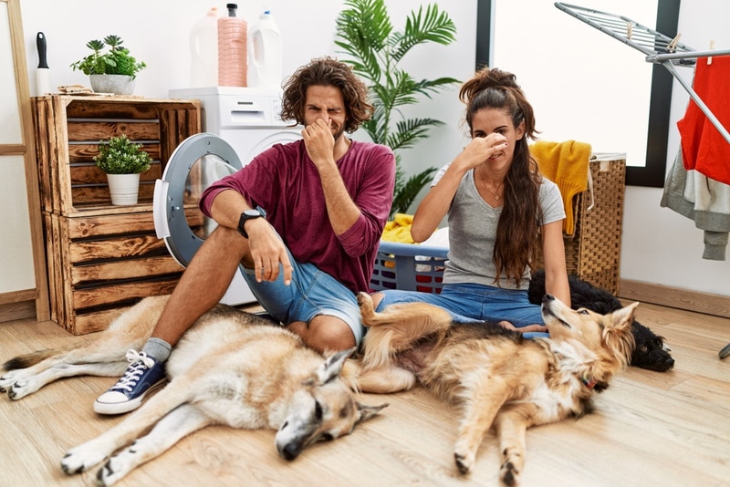 Why Do Dogs Smell Bad When Wet? 10 Vet-Reviewed Reasons & What to Do