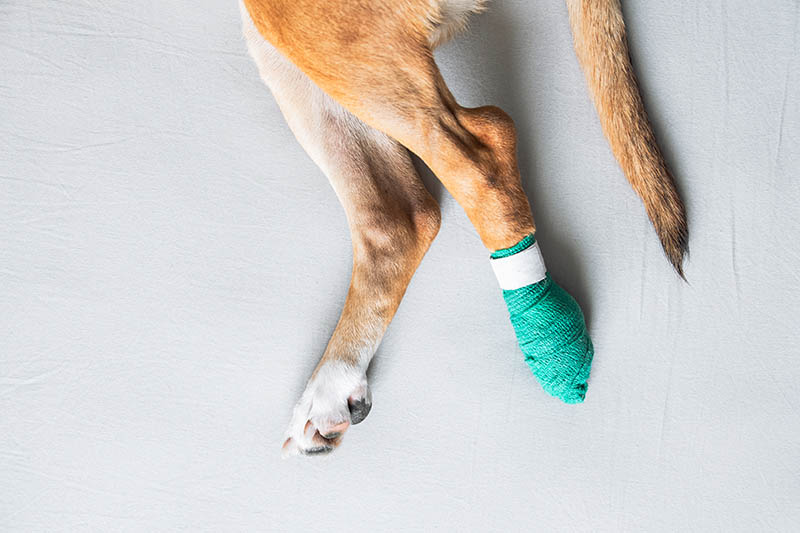 How to Wrap a Dog Paw: 9 Vet Approved Tips