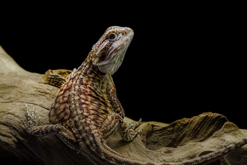Dunner Bearded Dragon: Info, Pictures, Habitat & Care Guide