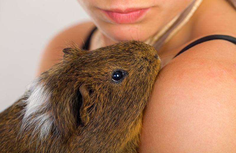 Do Guinea Pigs Smell? Reasons, Tips & FAQs