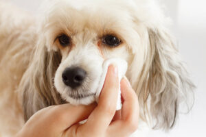 10 Best Eye Wipes For Dogs – 2026 Reviews & Top Picks